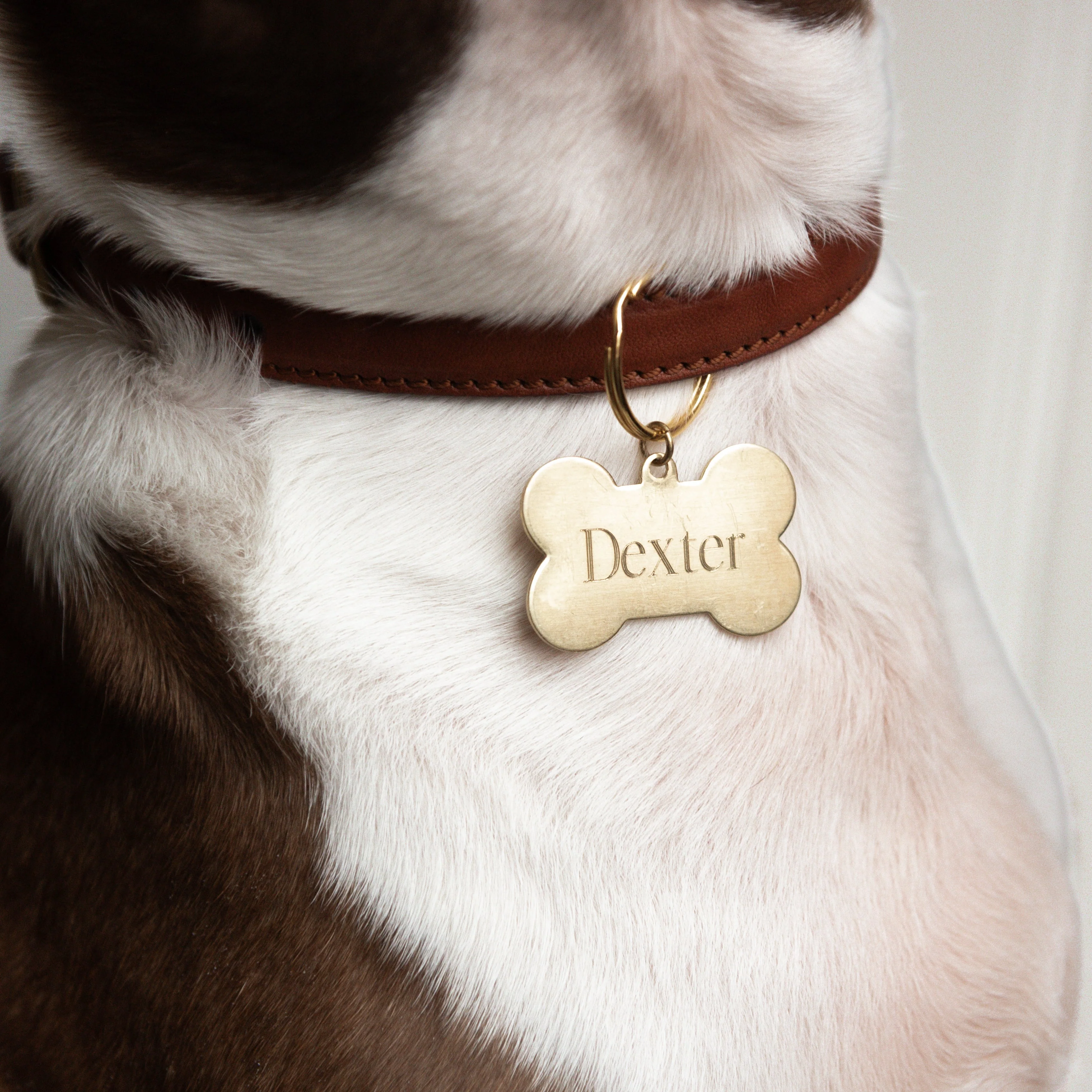 Dexter Pet Charm - Image 3