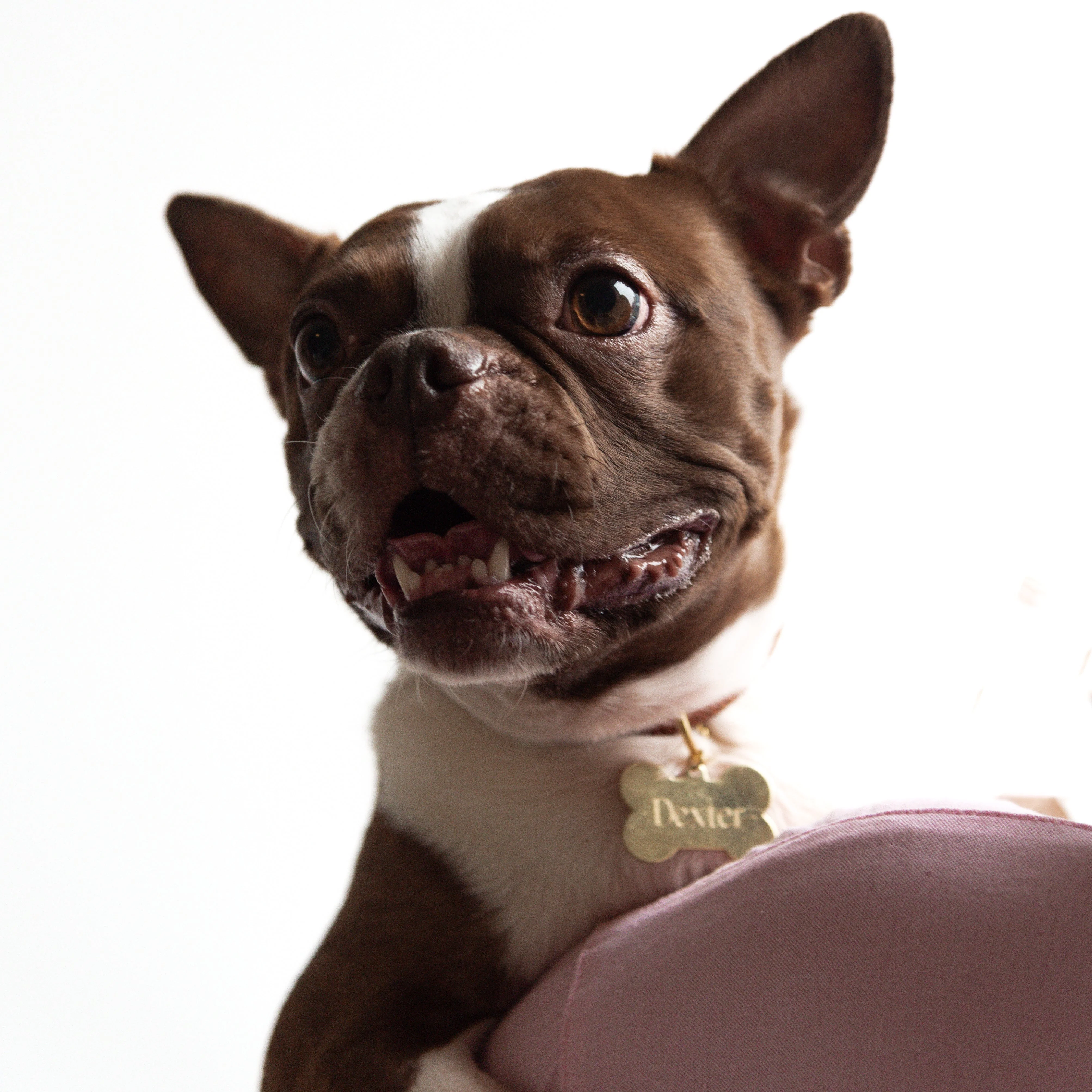 Dexter Pet Charm - Image 6