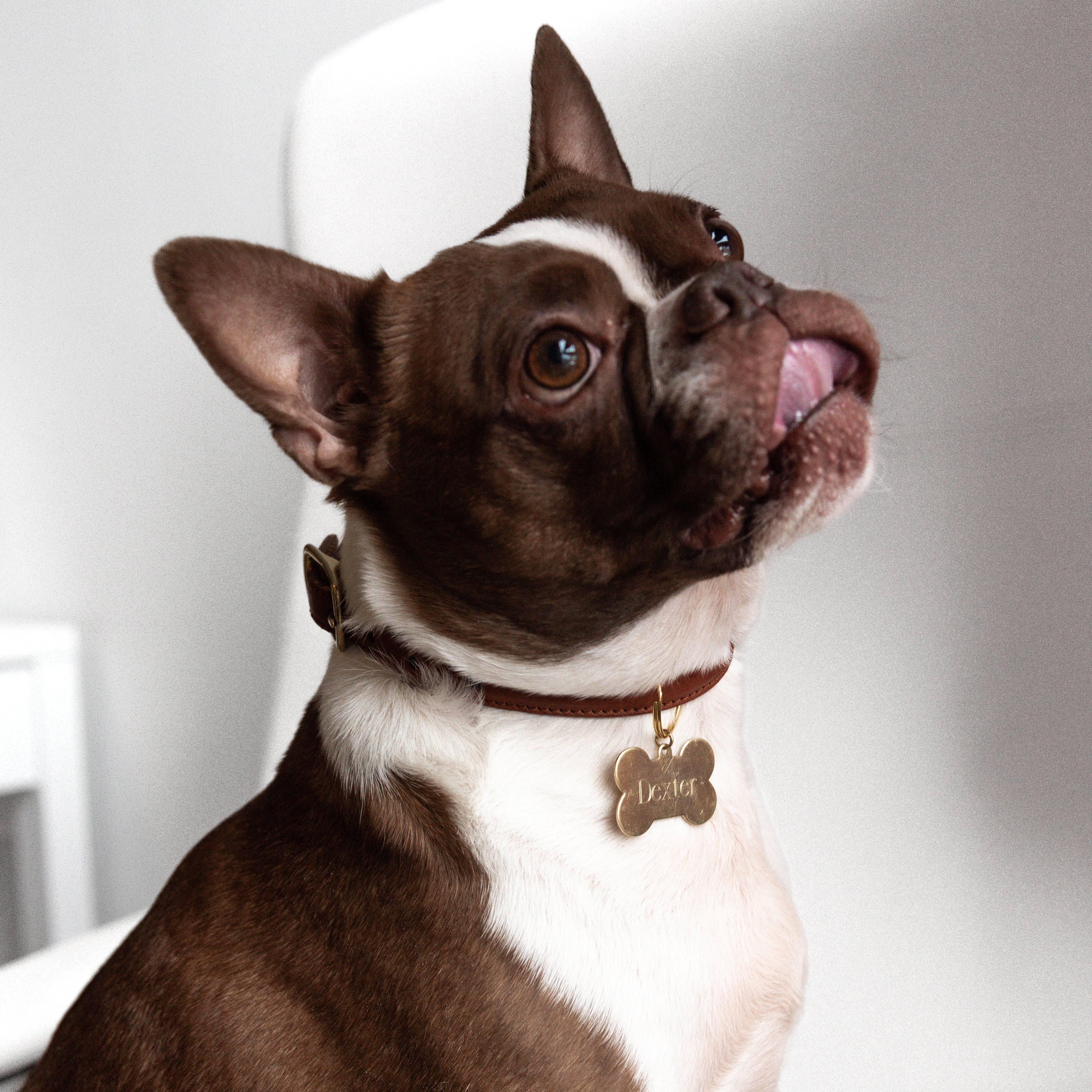 Dexter Pet Charm - Image 7