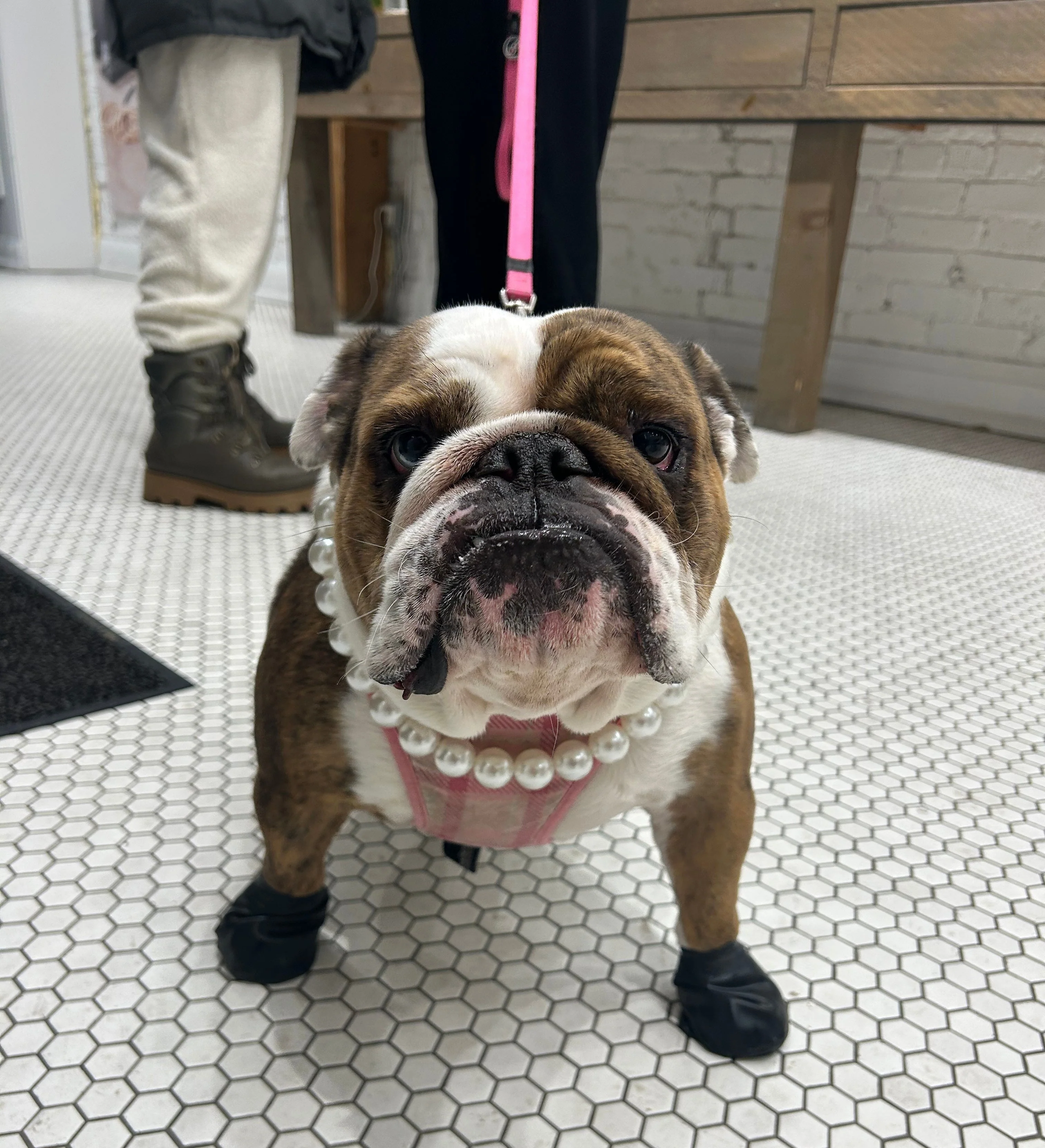 Pearl pet necklaces - Image 9